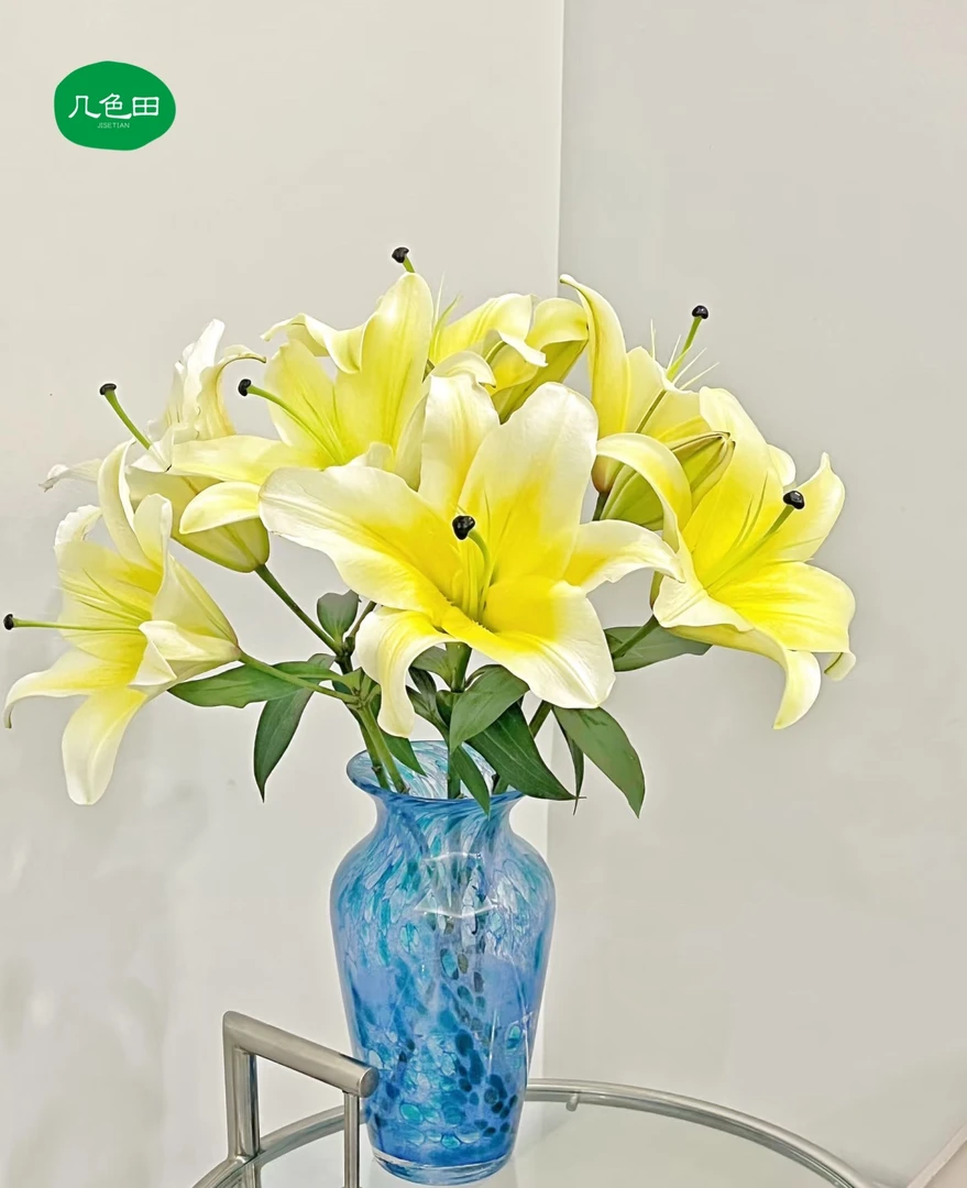 3头黄天霸—单瓣百合云南直发鲜花