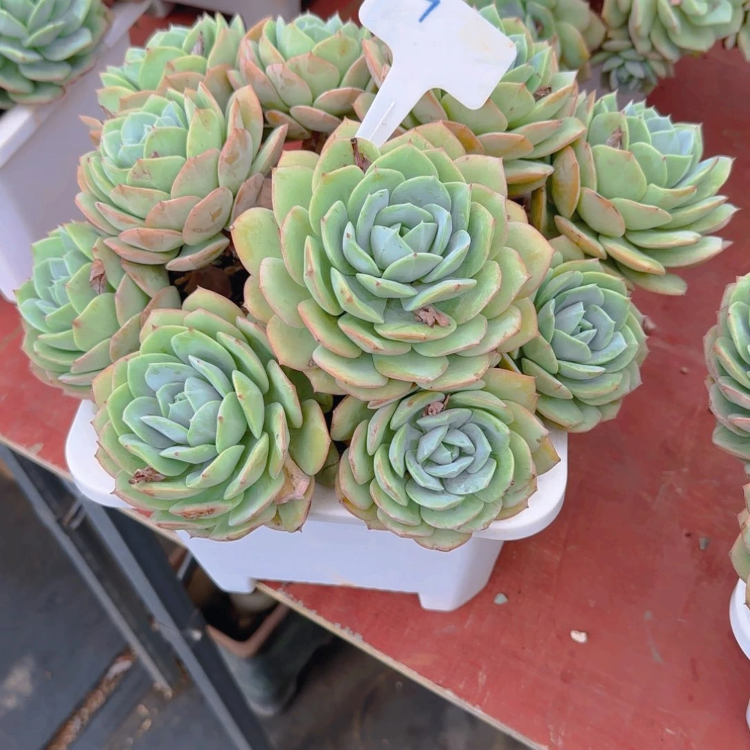 7领取多肉植物生长