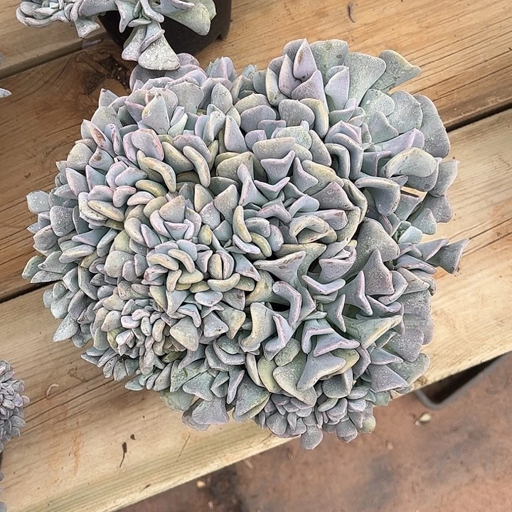 熊***仔雪精灵缀化，一物一拍