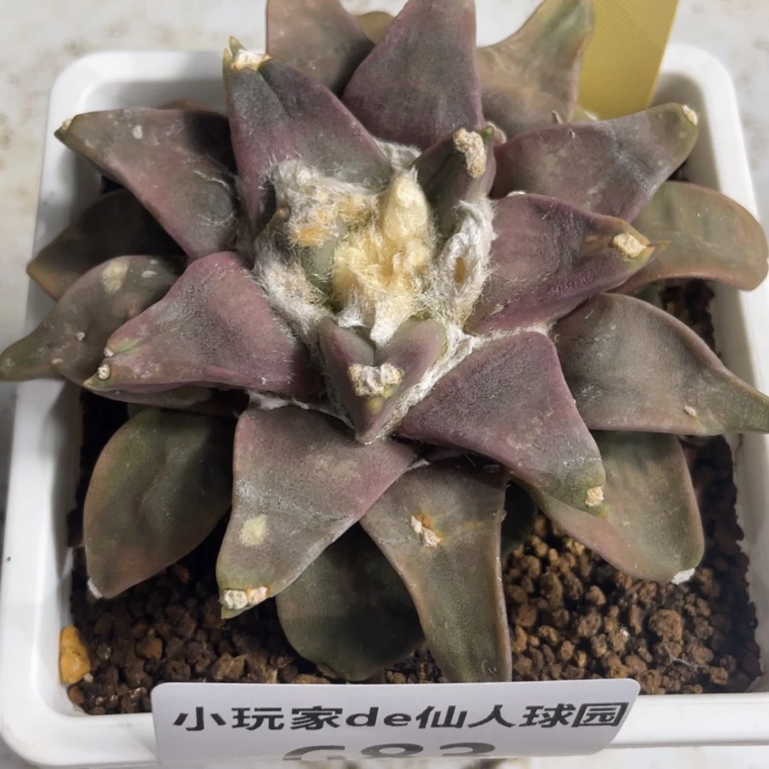 683 可带盆 仙人球的牡丹