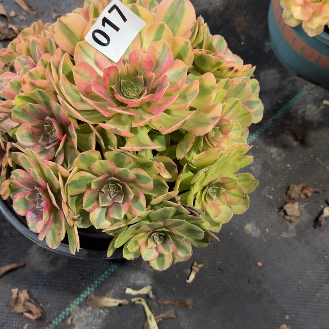 雨河多肉植物老庄017