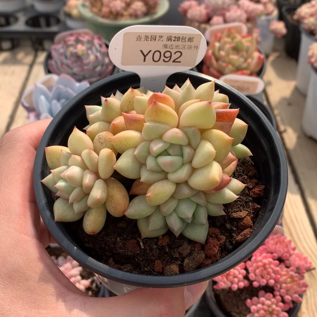 一物一拍0092黄金象牙