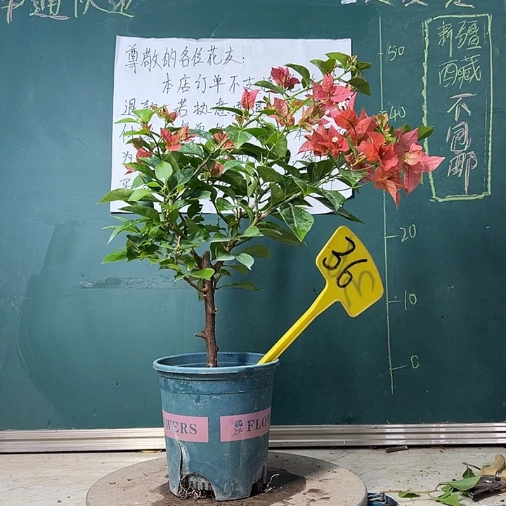 完全开放 佩德罗  36