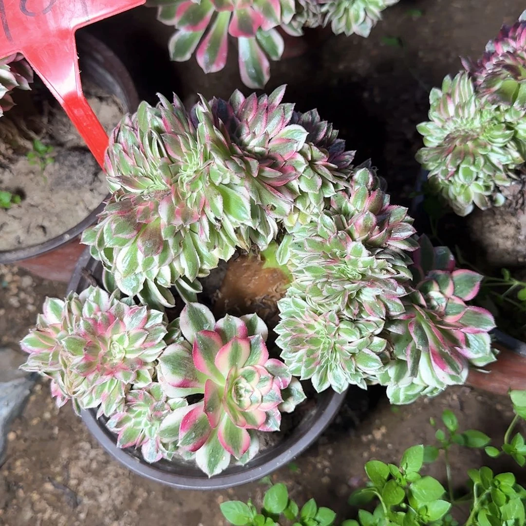 4181荔枝缀化多肉