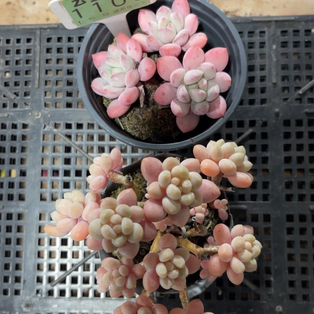 云尘多肉一物一拍1100