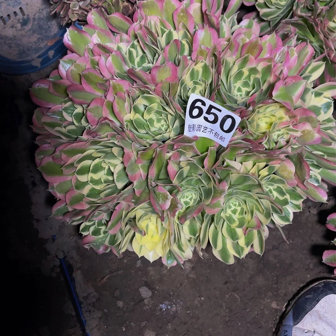 法师法师15–26包邮法师