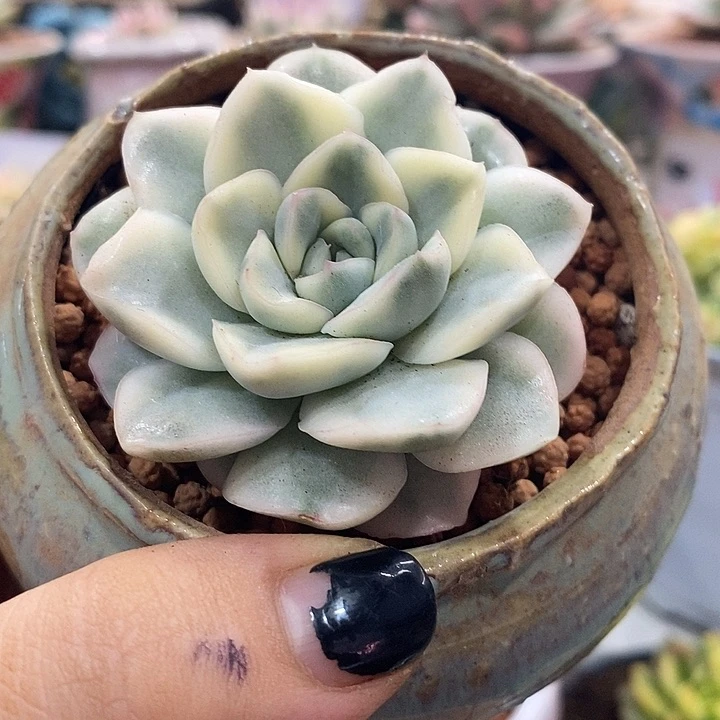 雪鸢单头00000001