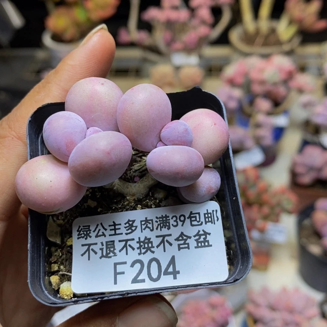 204橙奶多肉肉3c m