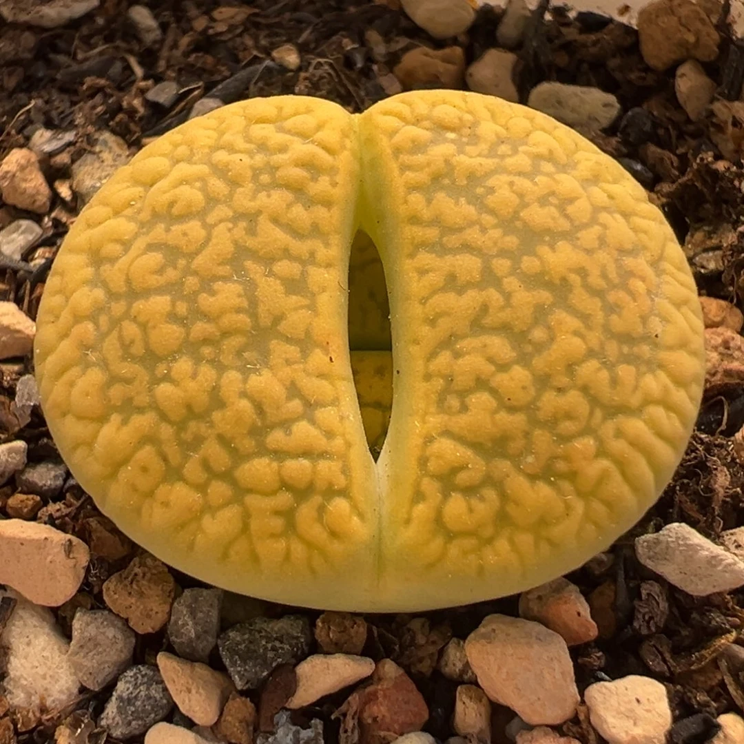 082多肉植物种类多样