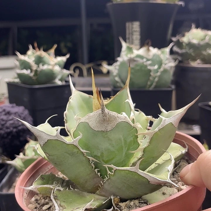 蓝肌大甲16000000000