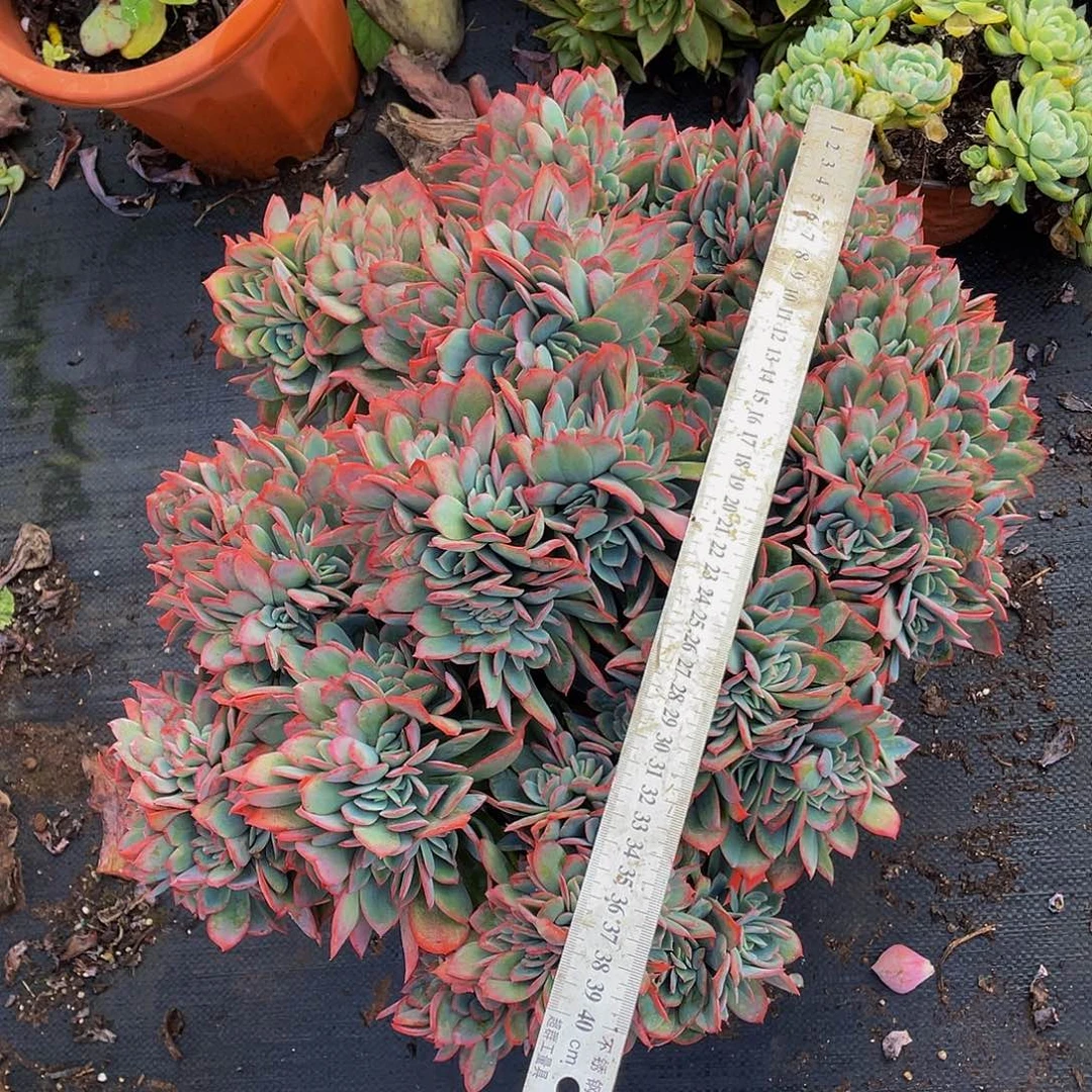 绮罗缀化大冠服包邮78多肉