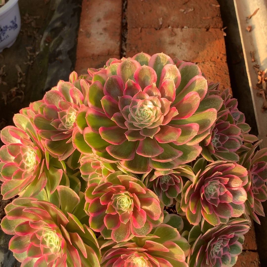 孔雀翎，多肉植物的