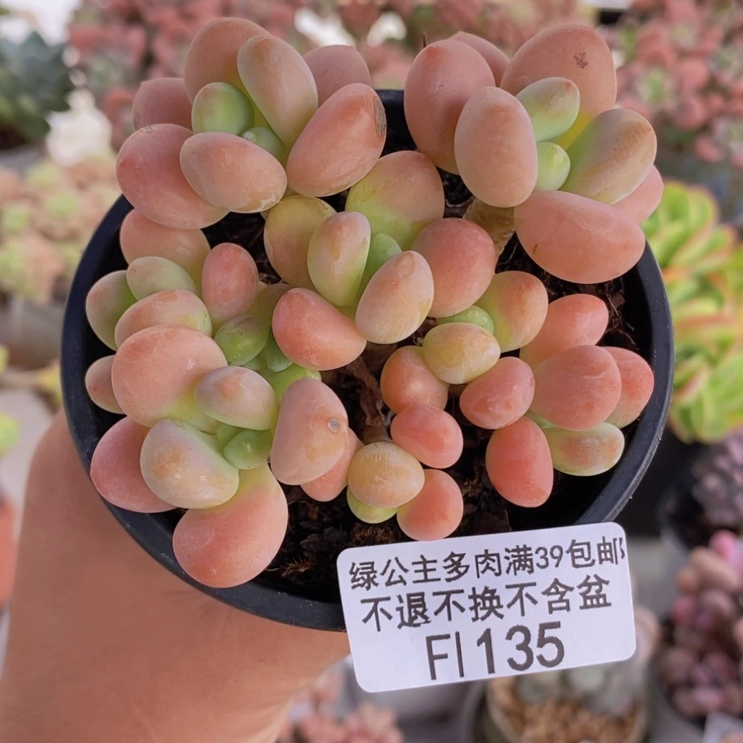 橘子香水洛神7cm135多肉植物