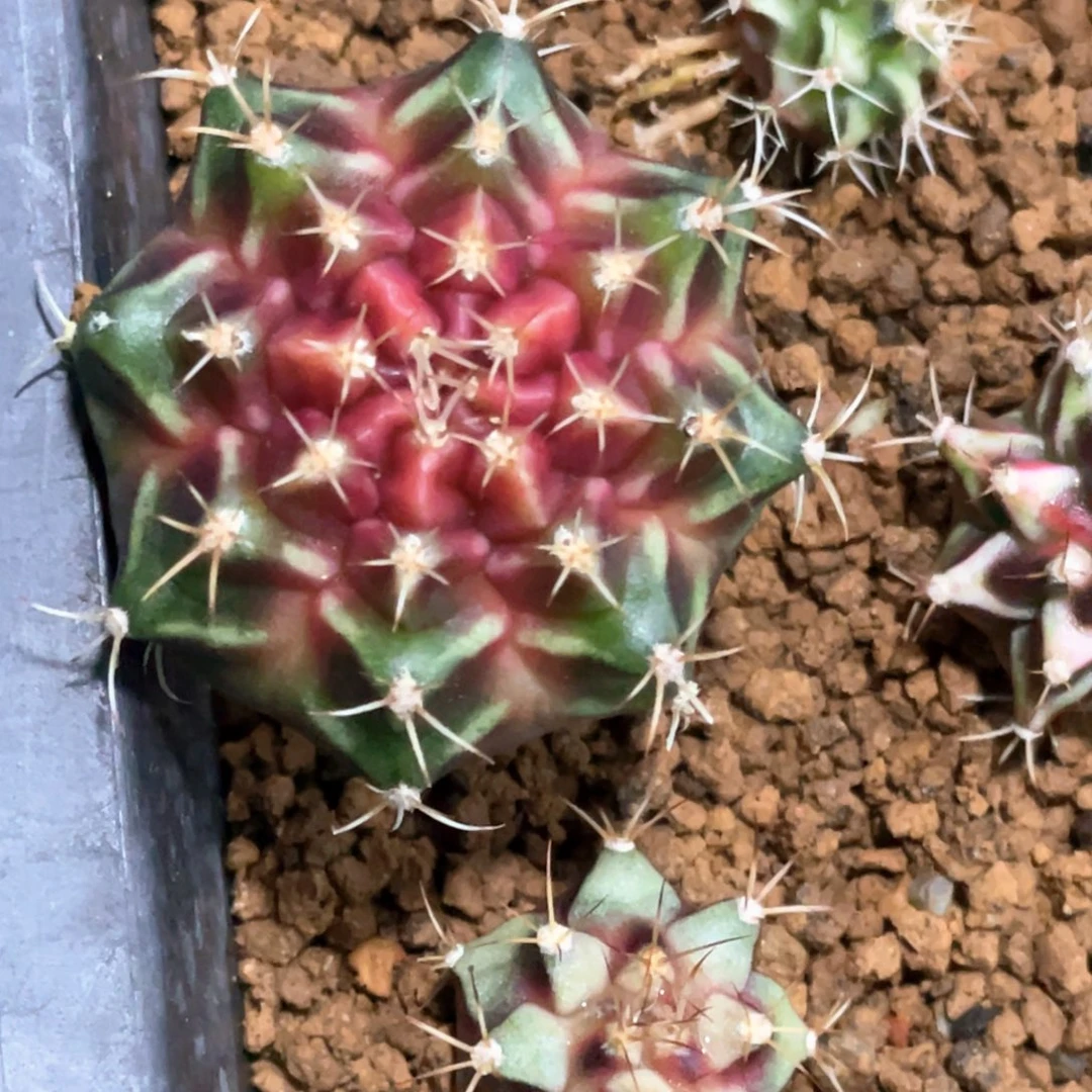 当前无花朵，栽培后可花朵紫宝石