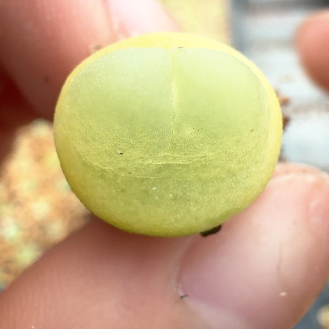 56拉拉一物一拍0000