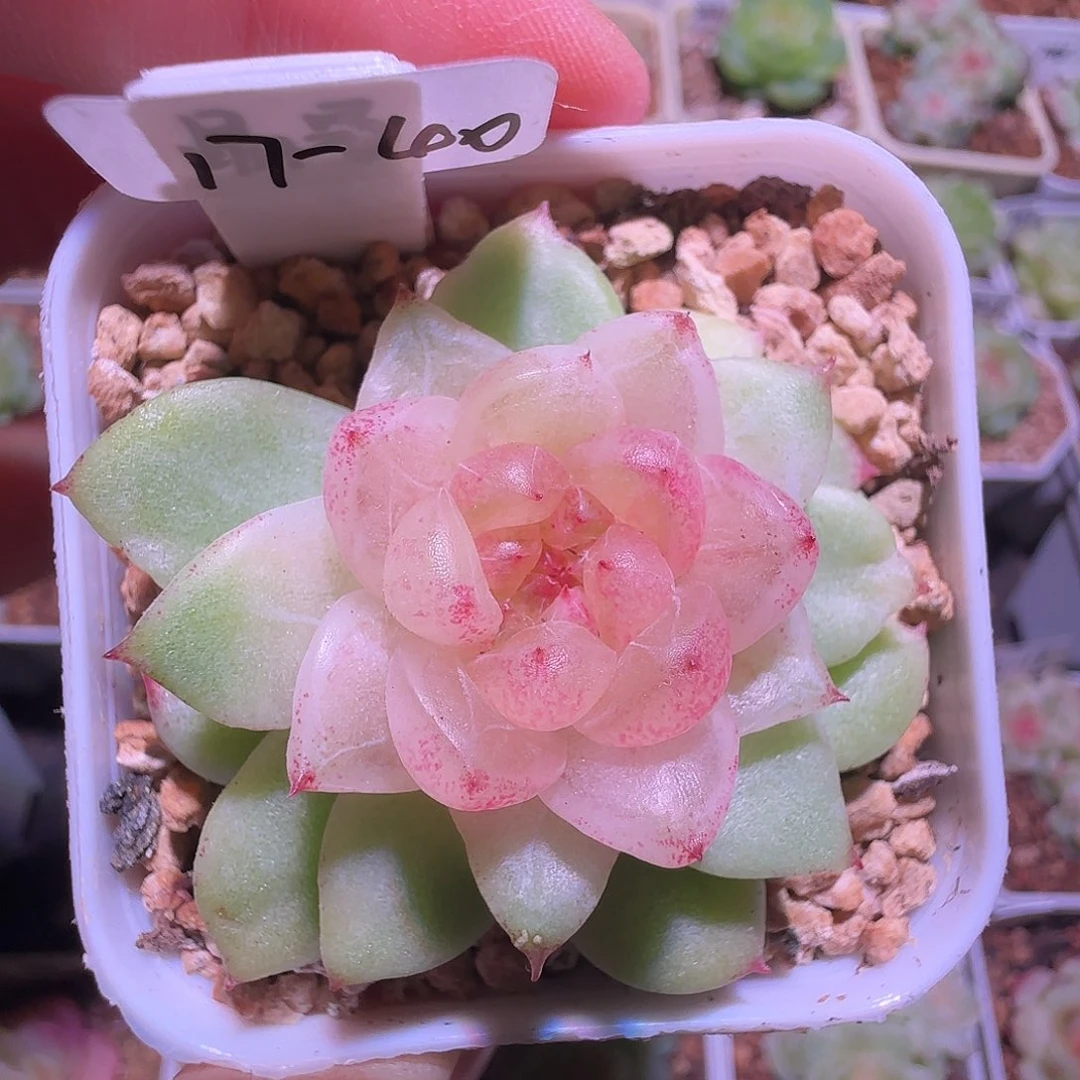 A***917-40福利晶晶珍妮