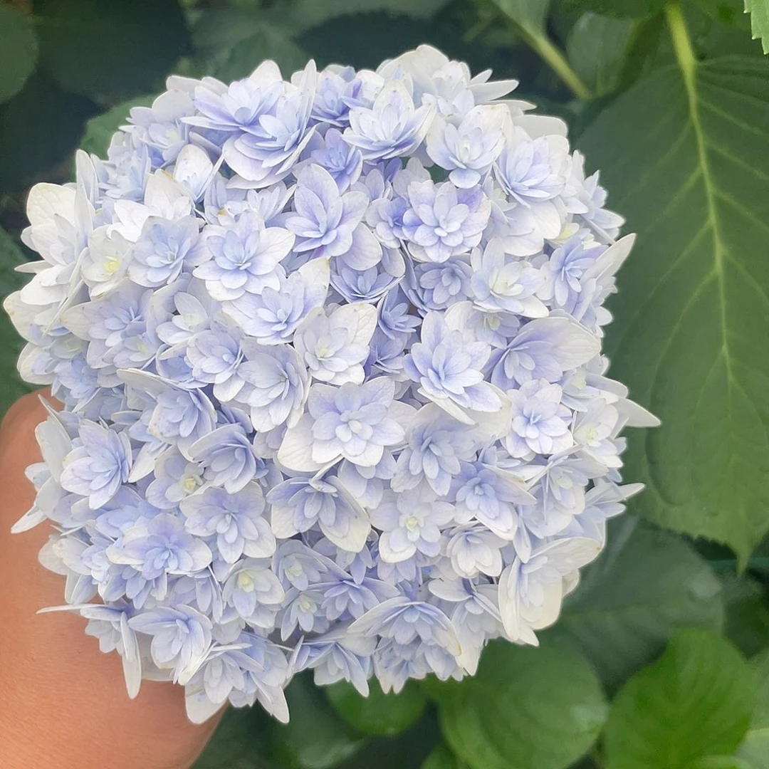 绣球切花一物一拍3枝起包邮，79