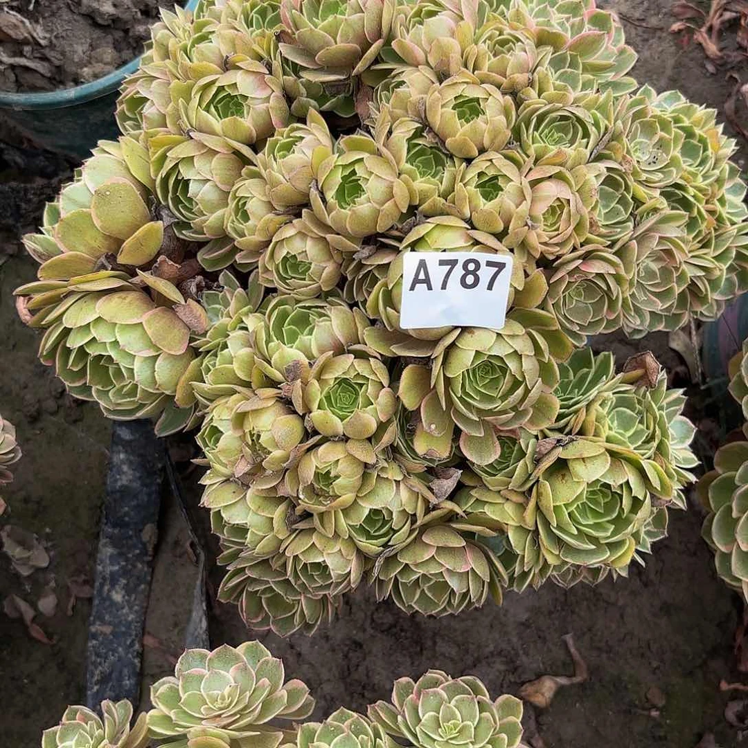 粉花妖5-4-787偏远不包邮