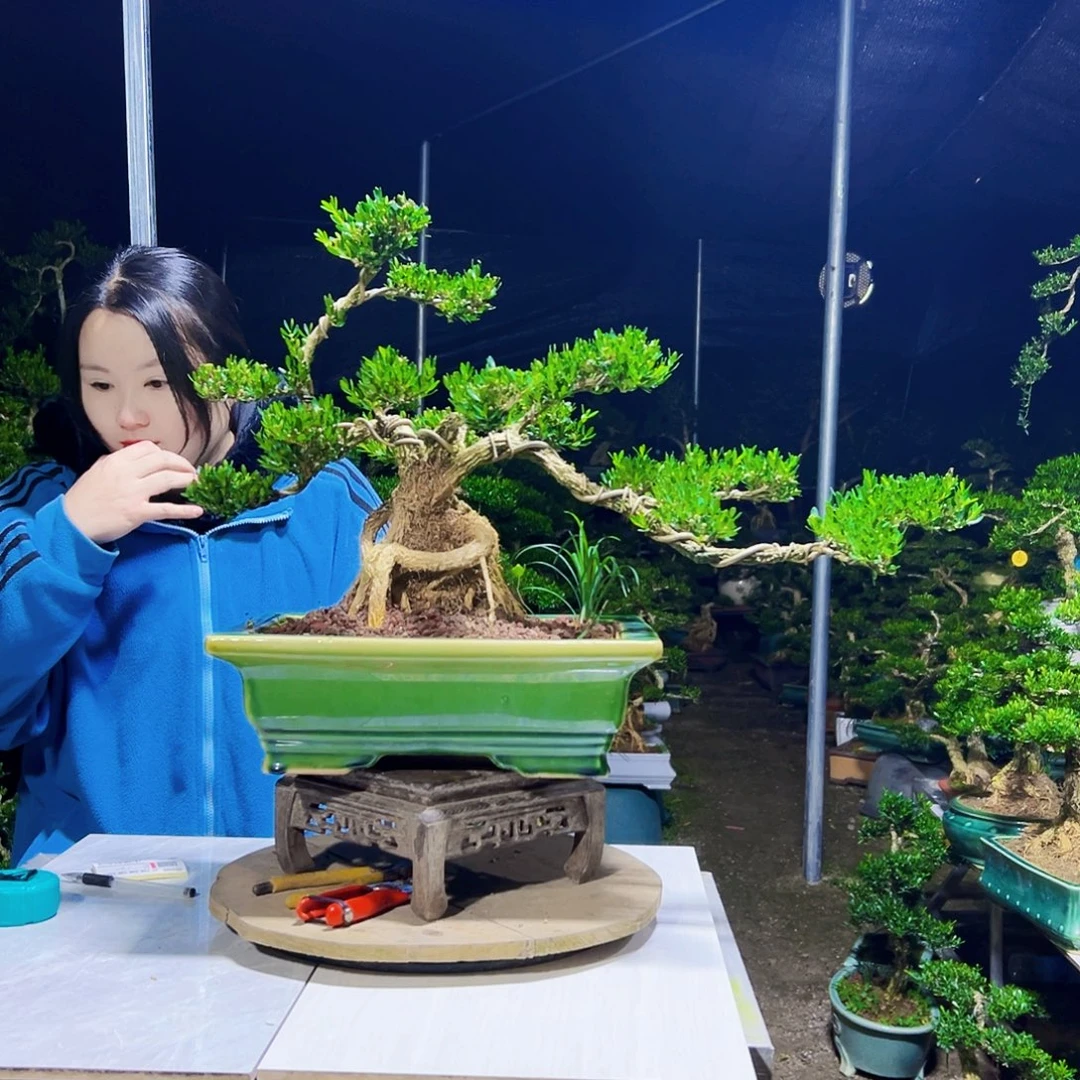 用***6无花朵黄杨木