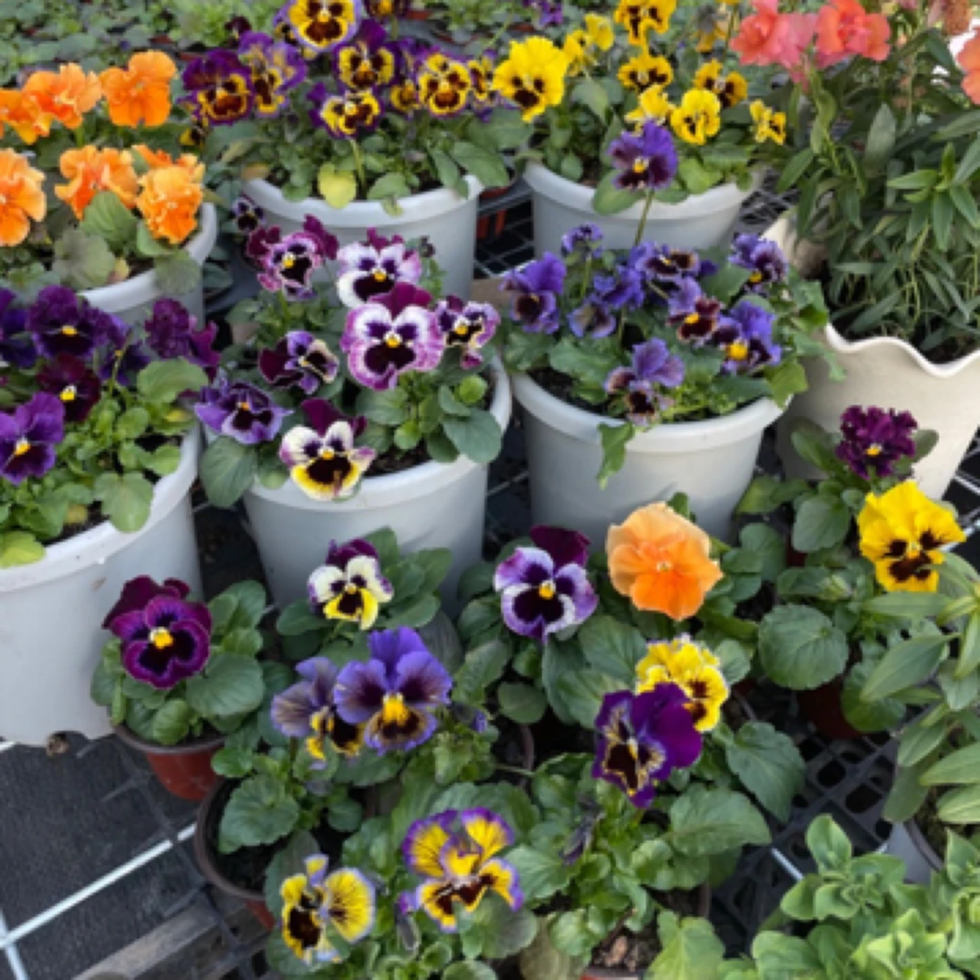 6个品种大花皱边角堇小盆苗