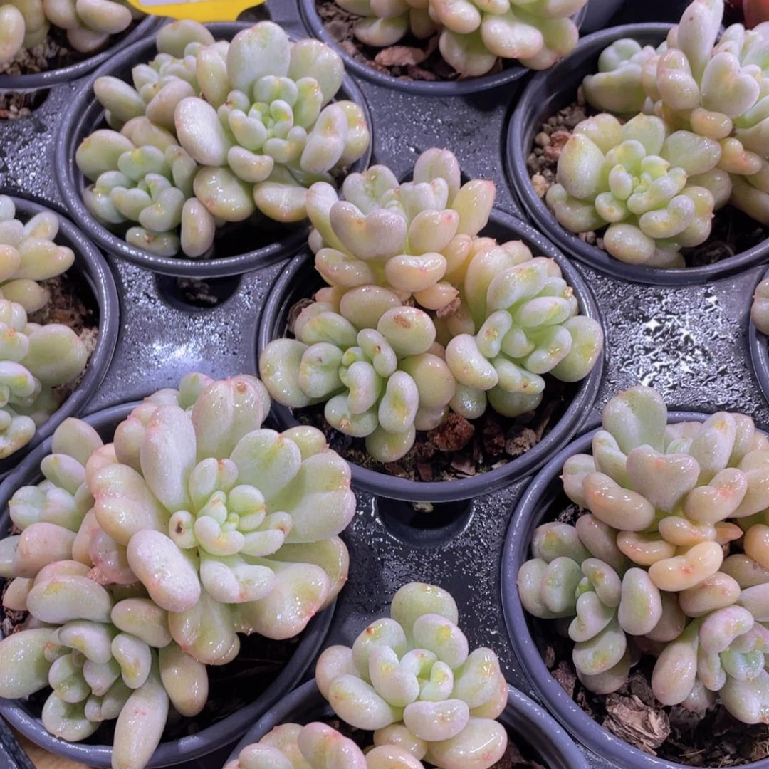 726号 比尔盖茨多头群一个