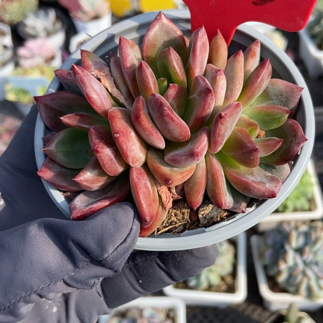 3145 夜魔侠多肉植物