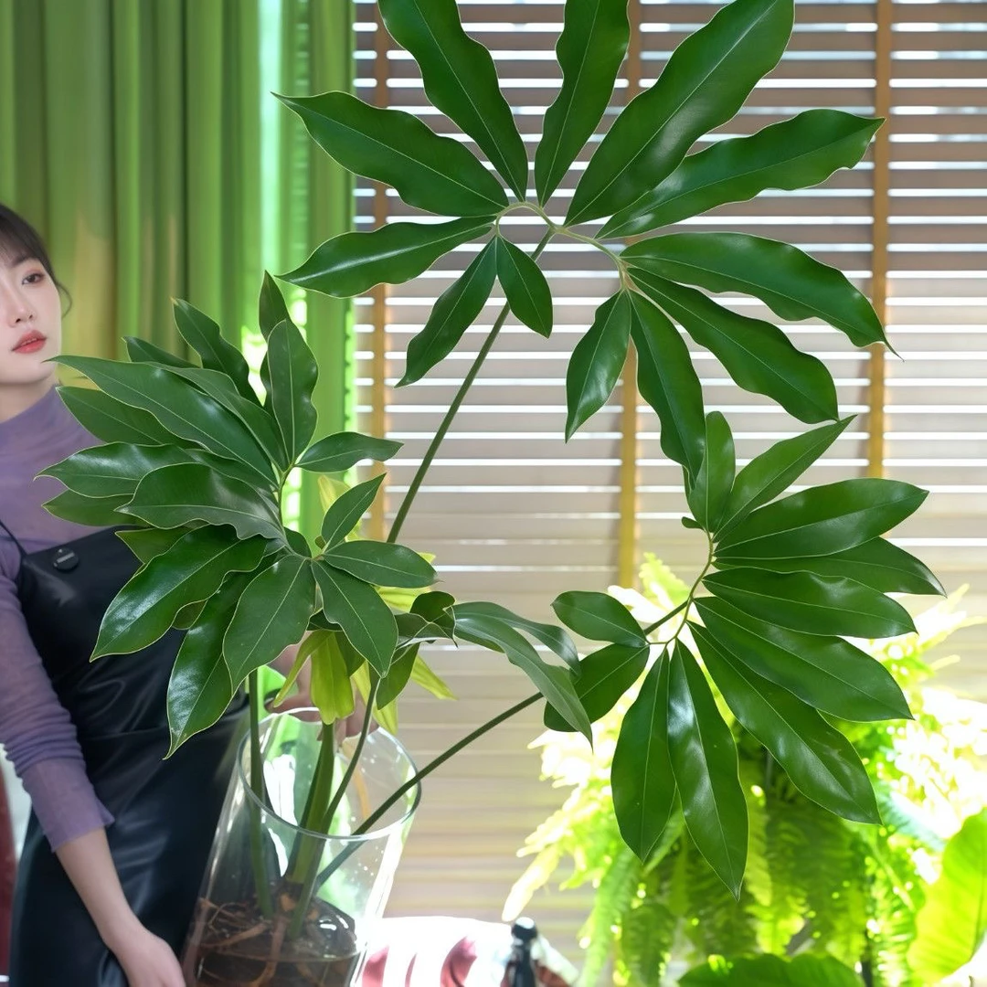 【130#印第安羽毛】可水培！爬柱千姿百态好养纹路清晰