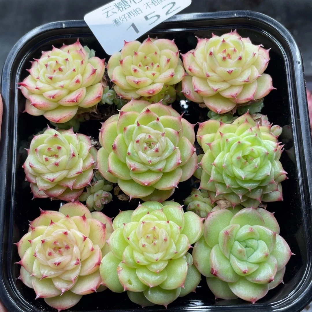 云糖心多肉植物152