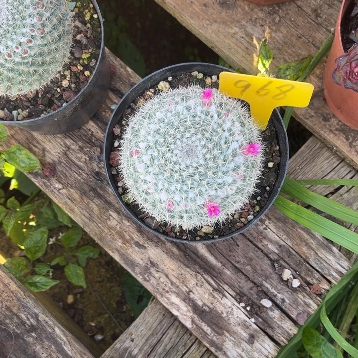 小***方球球多肉植物9 6 8