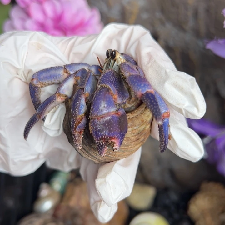 陆陆寄居蟹2.9口蓝紫星空