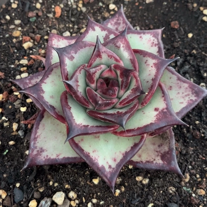 蜡笔菜菜111111111