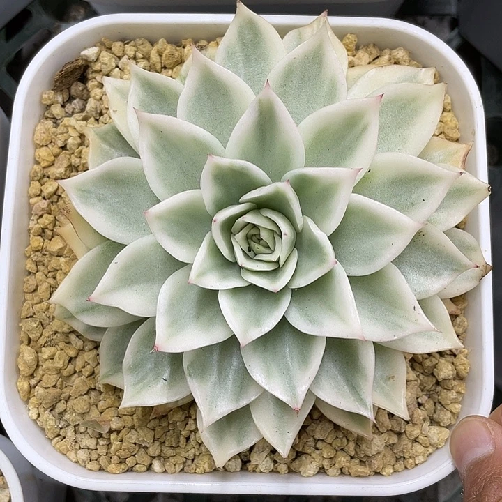 麦秆锦一物一拍锦龙