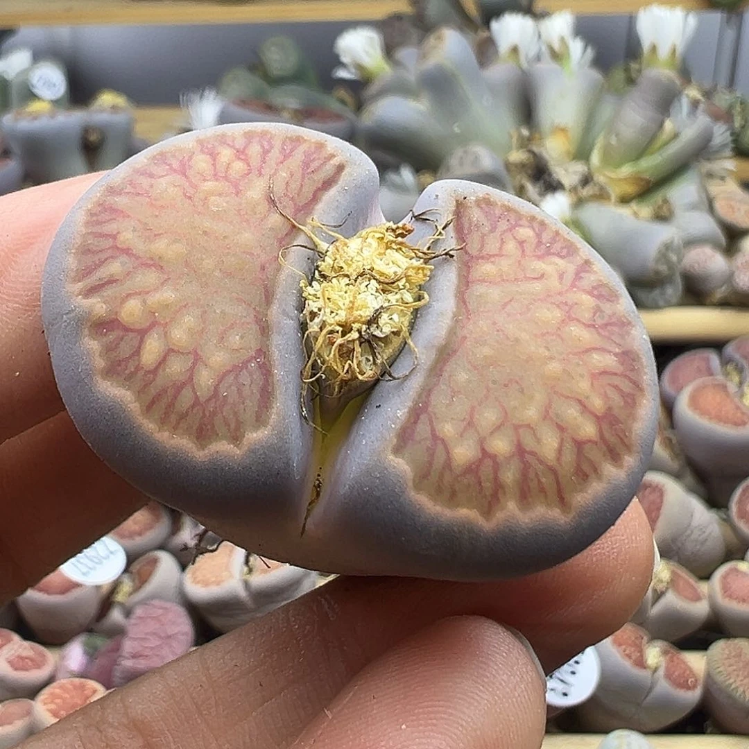 2946 清货价格不作参考