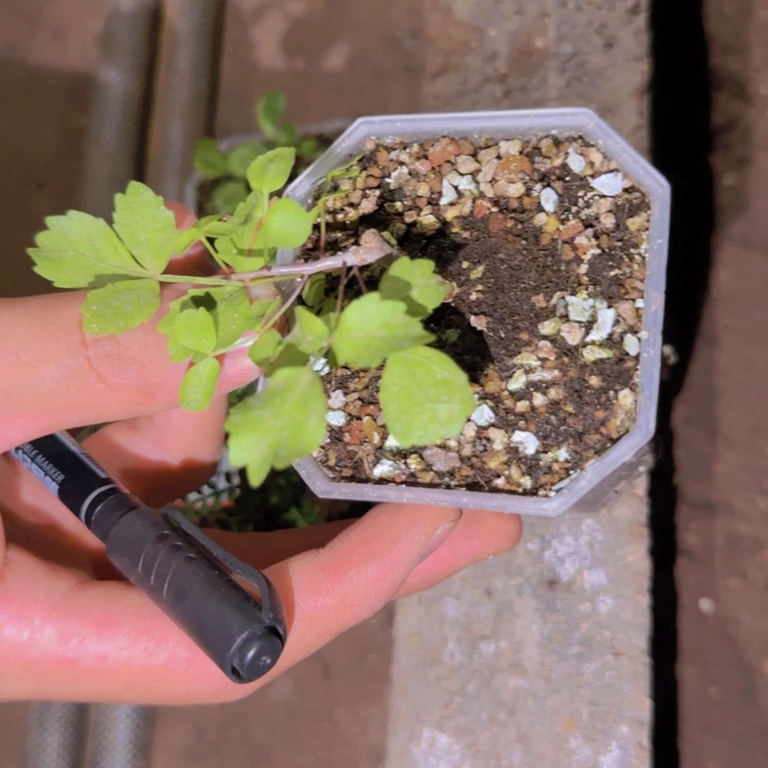 毛***婆块根植物块根植物