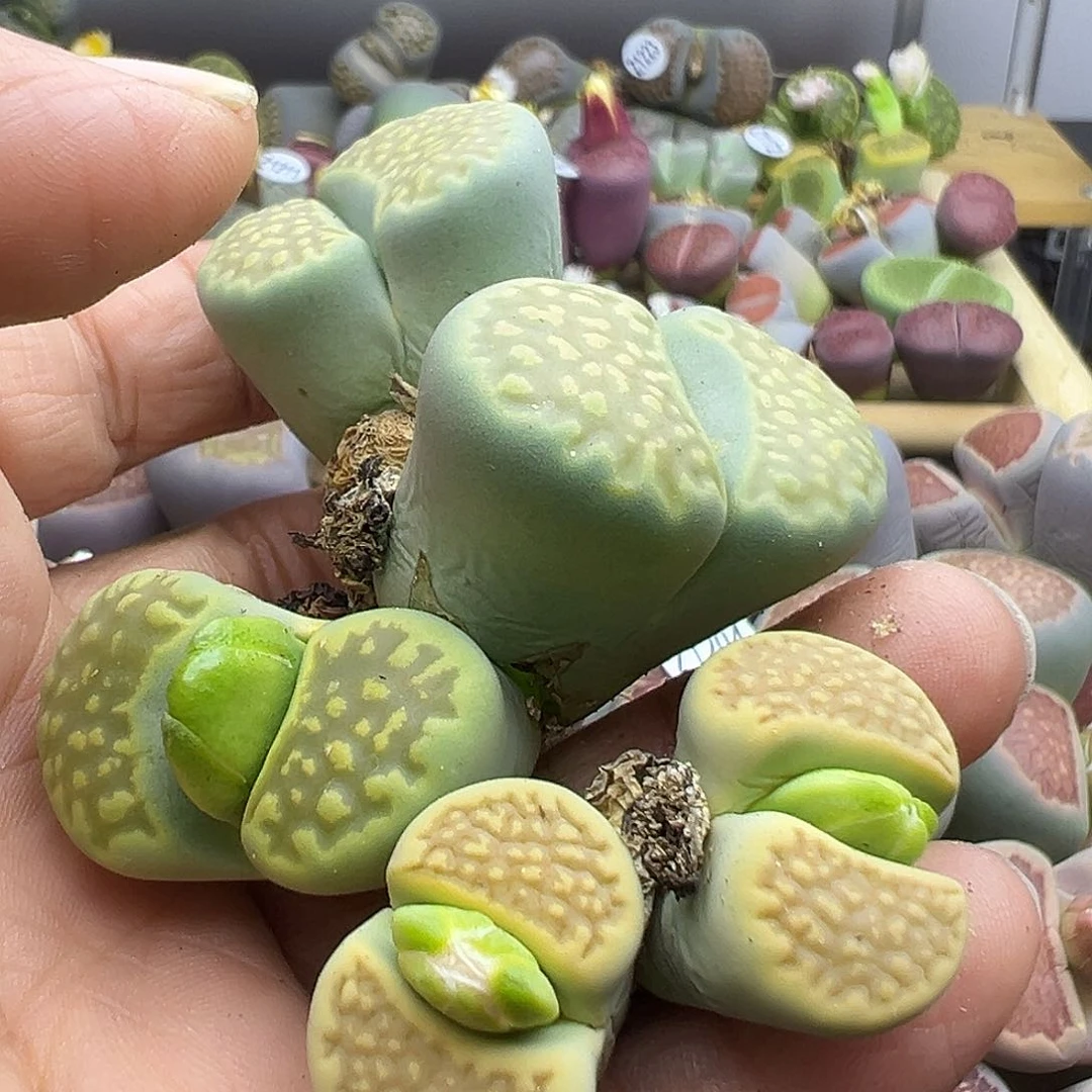 E****l1216炸了111111111111