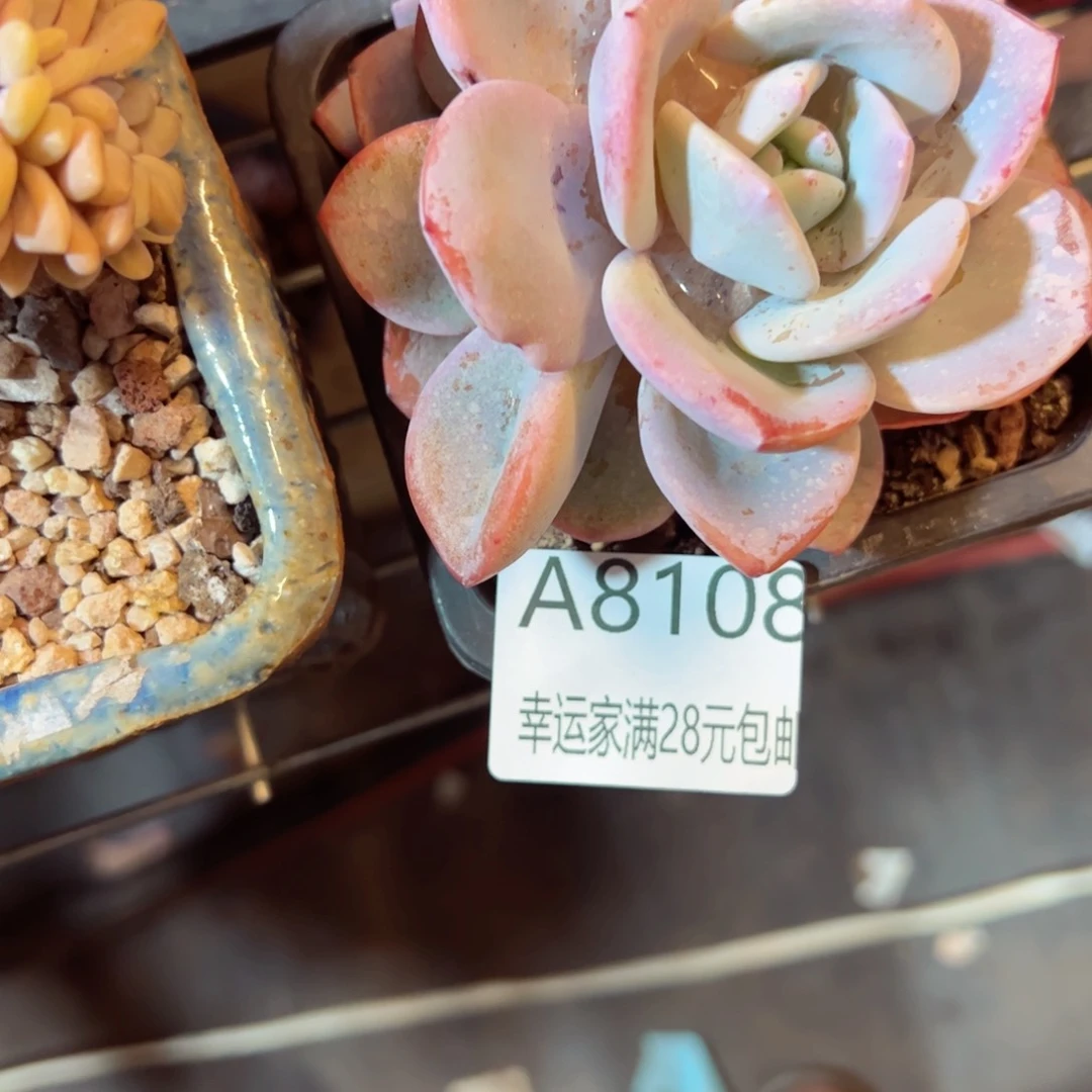 幸运的是我的朋友们一起