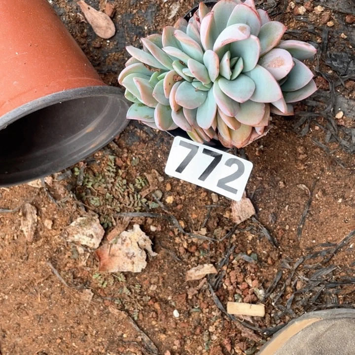 清*多肉植物一物一拍