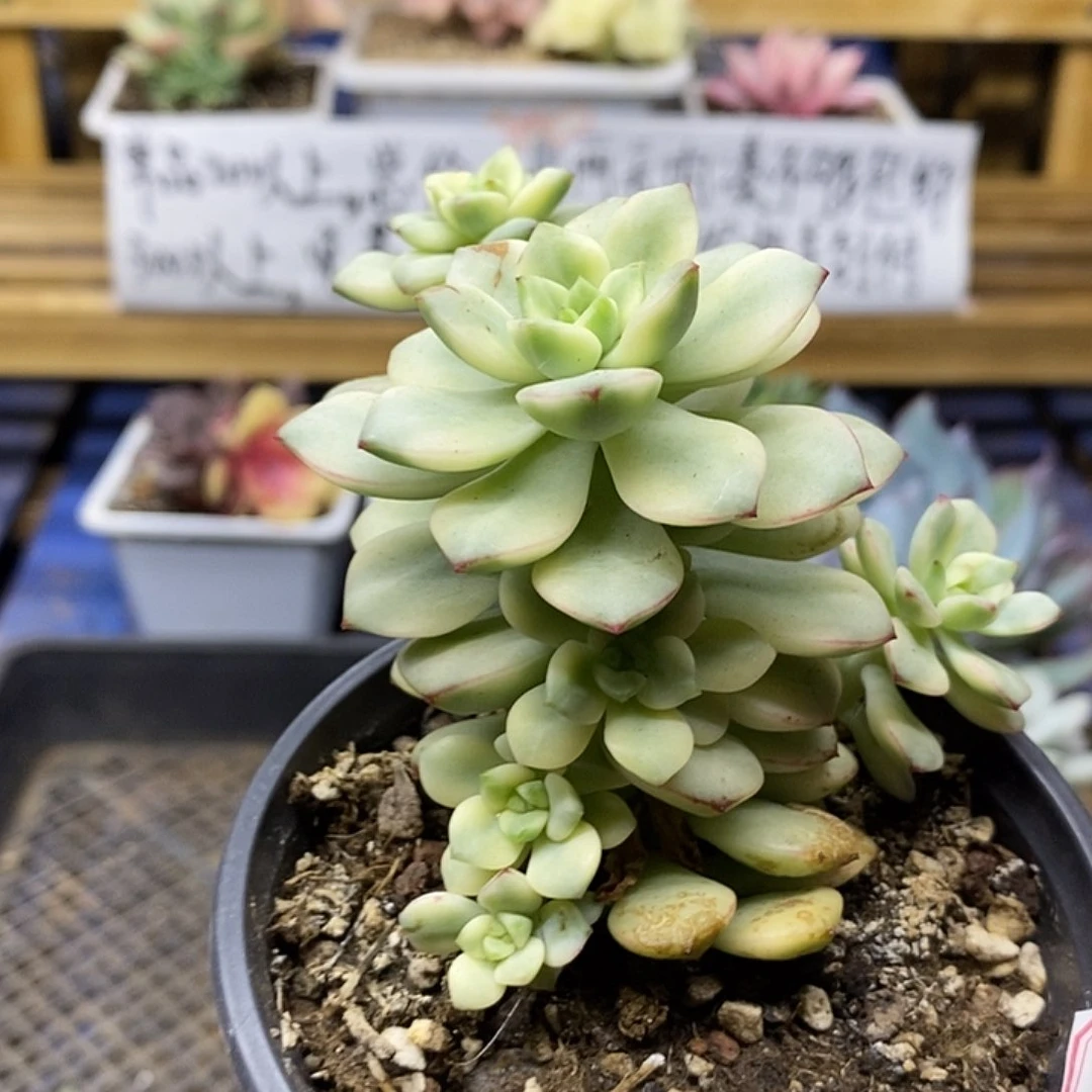 0485 探戈锦自然群