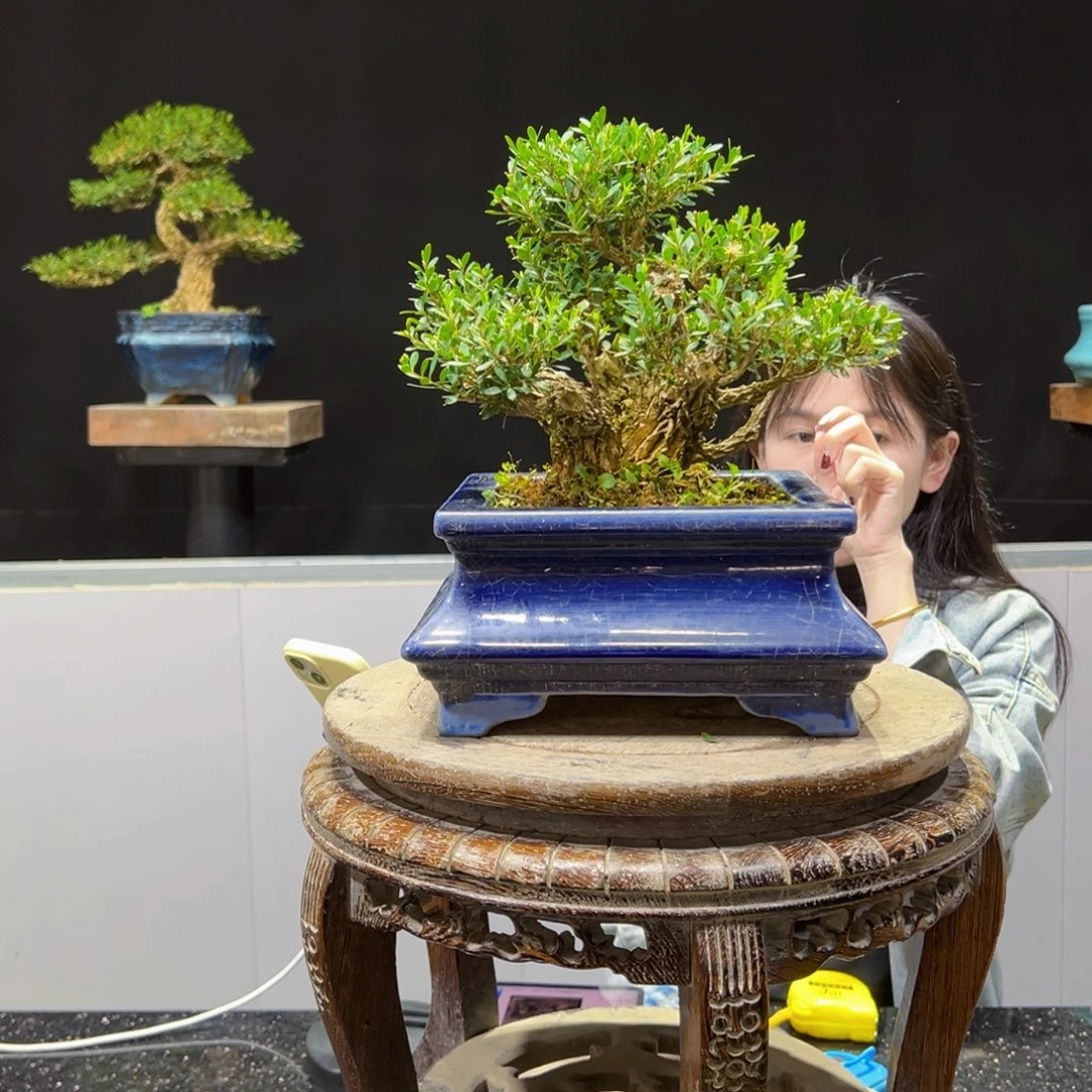 四季常青老桩黄杨盆景