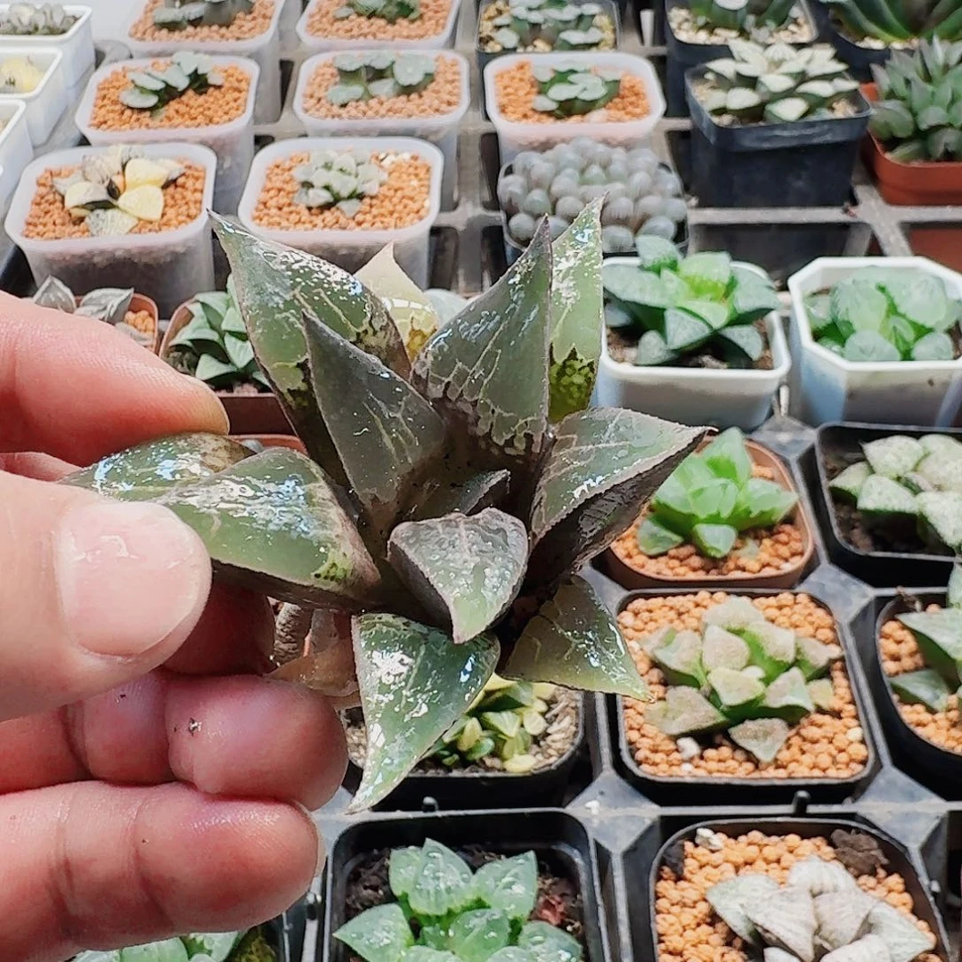 听***8十二卷福利活动裸根童子