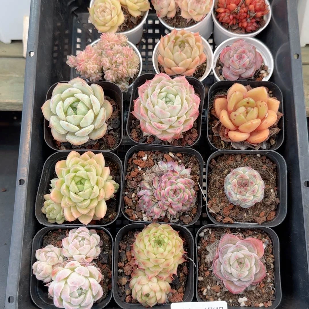 框拍多肉0118-21