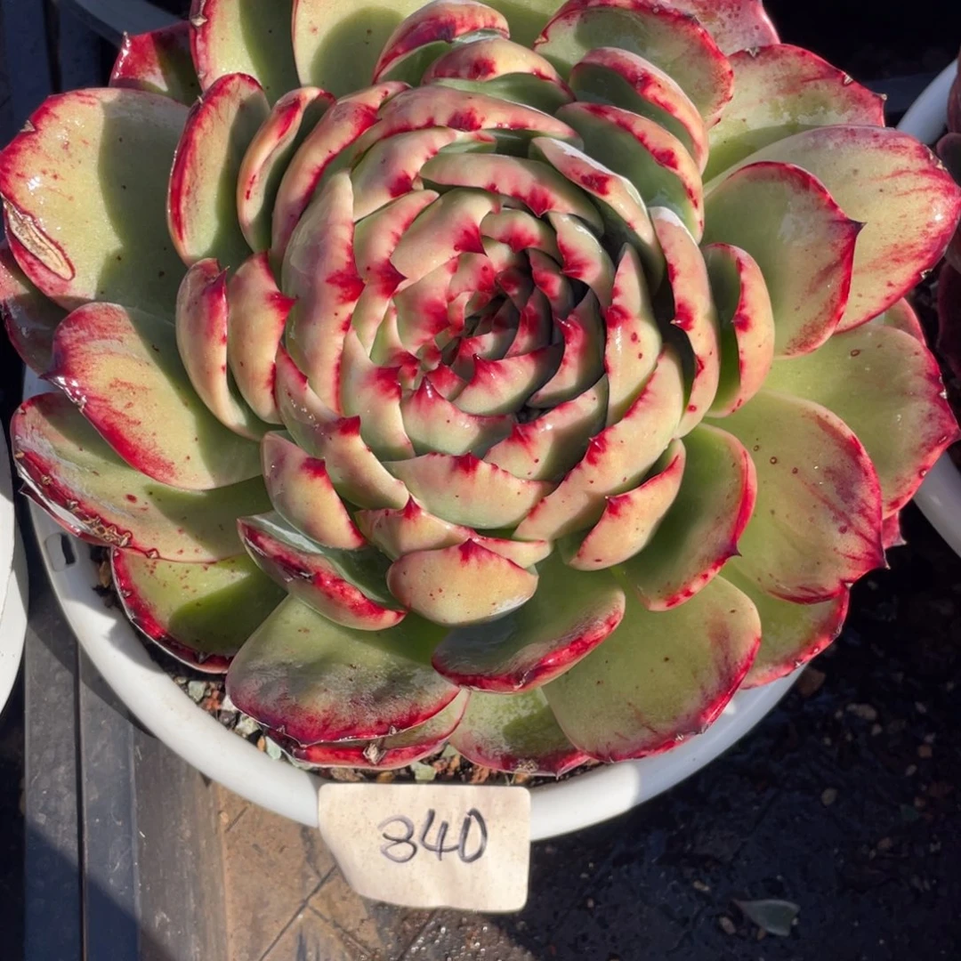 惊鸿仙子冠服20左右