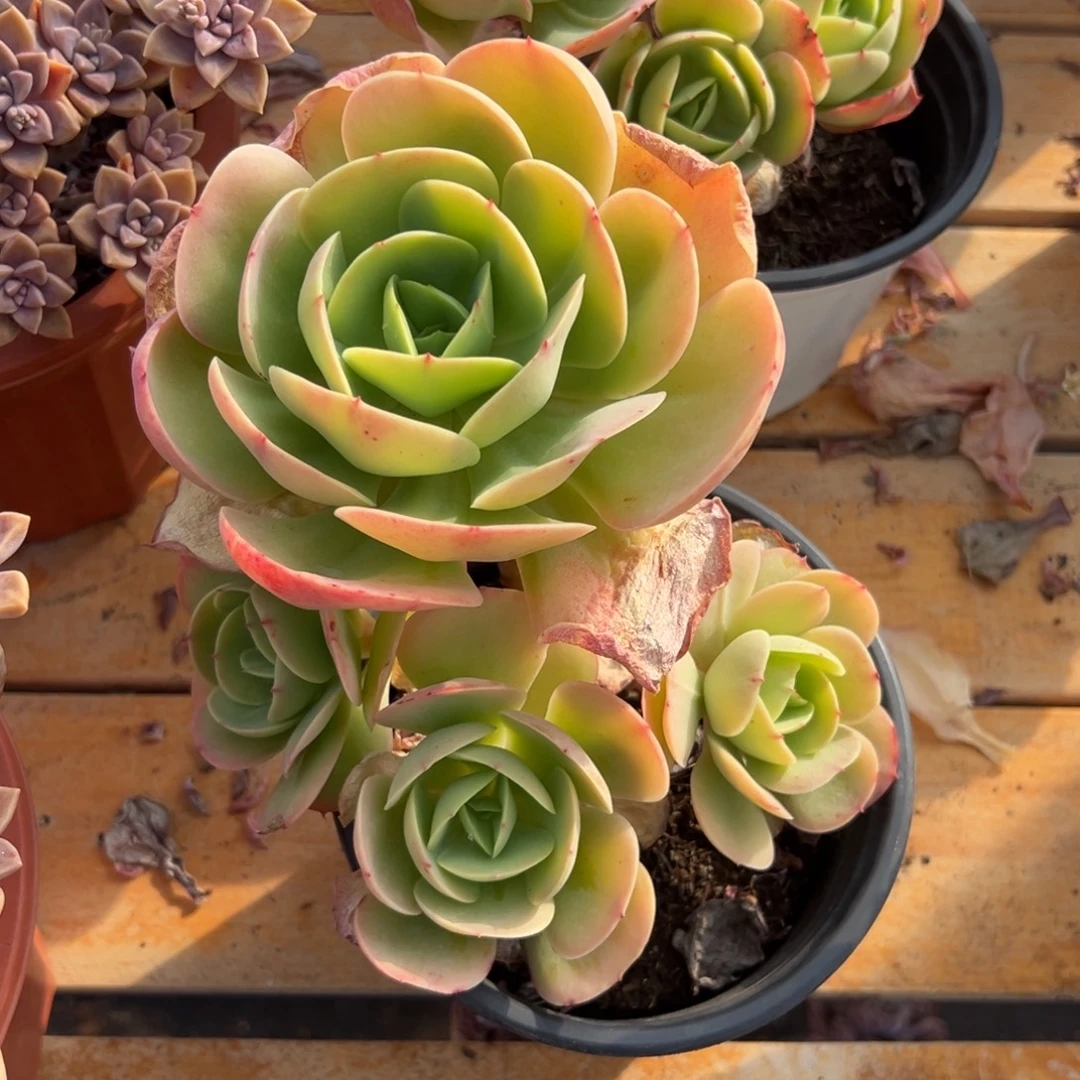 多肉鸡蛋碧桃【非偏远地区满18包邮】