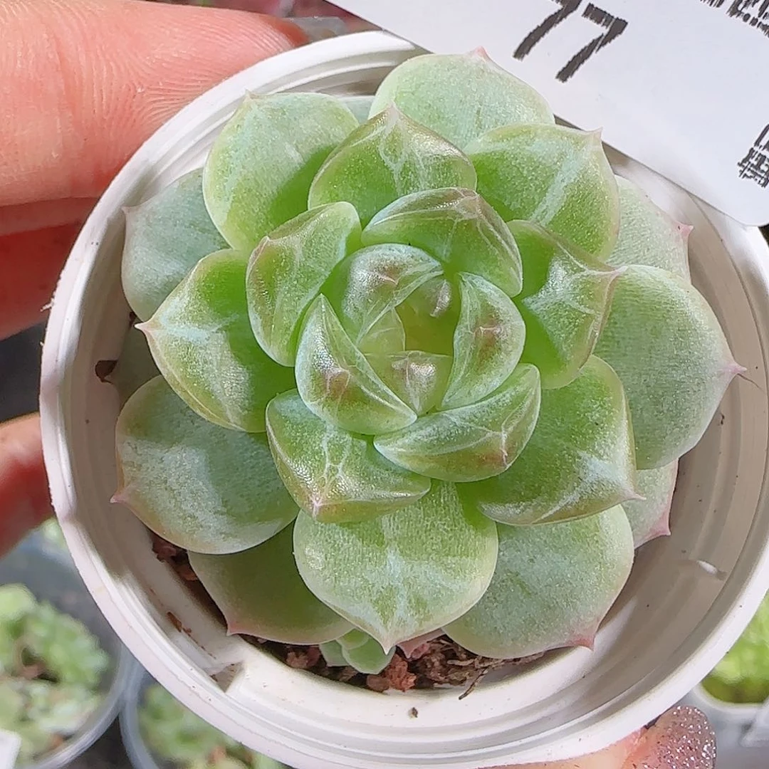 0710.-糖心珍妮77无尽灯