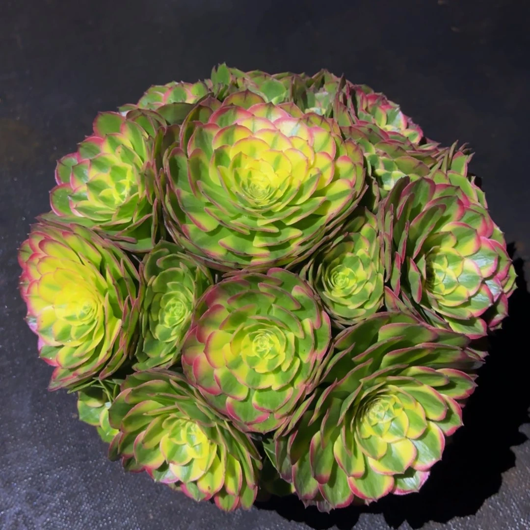 爱***肉海仙发货物流到付