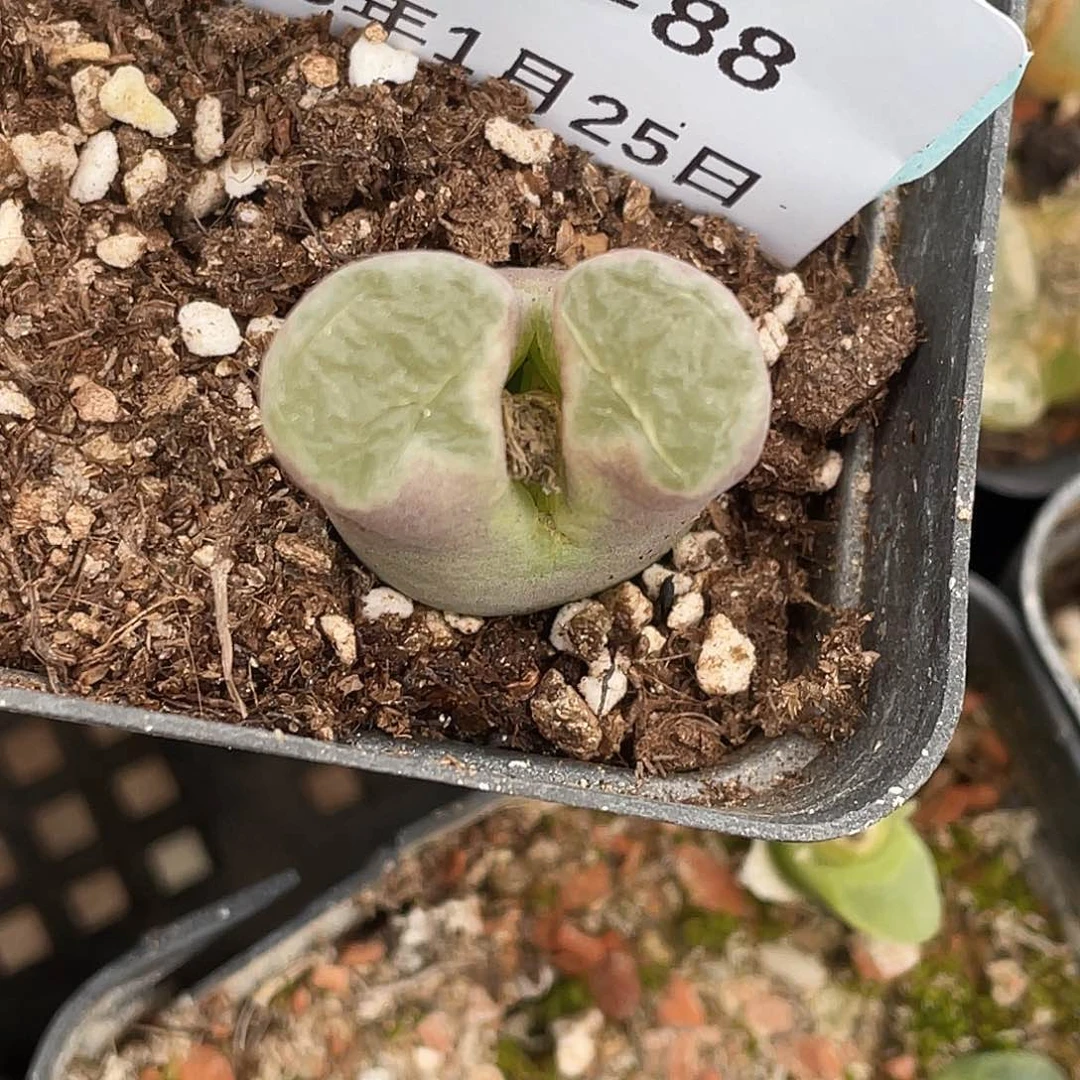 薄****25-88肉锥多肉植物