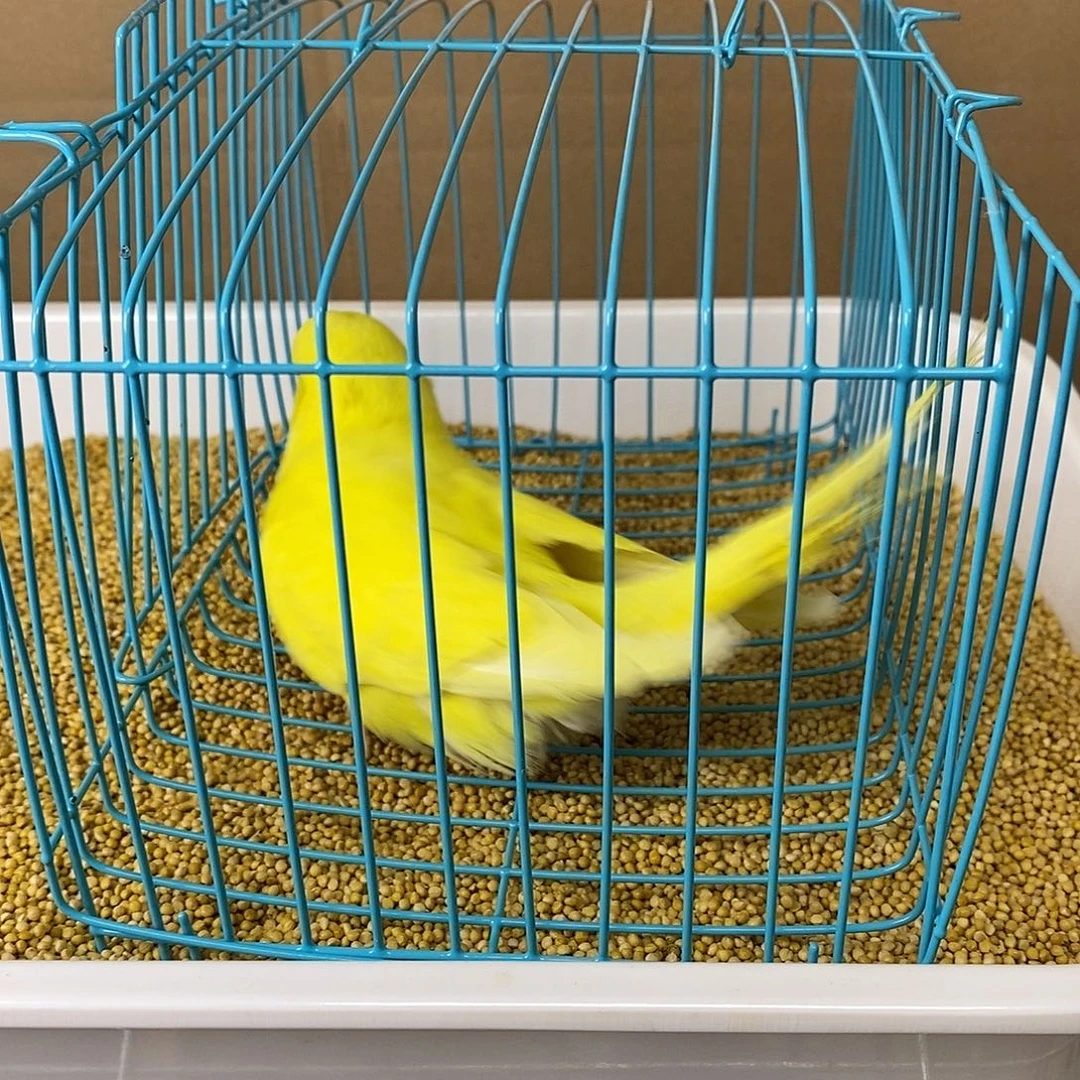 虎皮鹦鹉大头虎皮