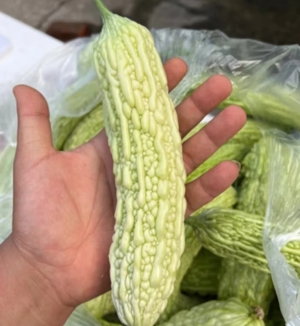 本地苦瓜，露天种植，现摘现发