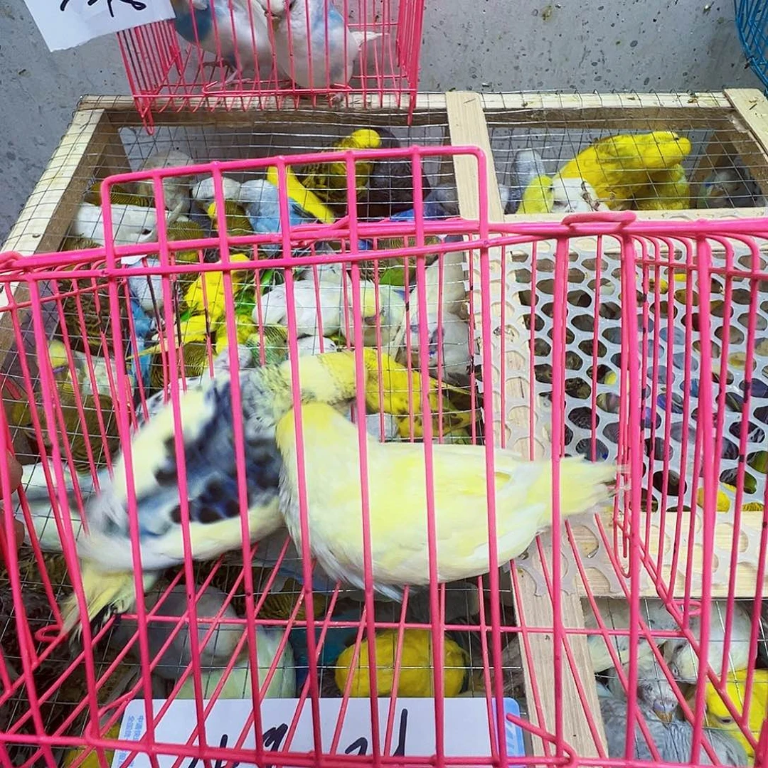 高***豹虎皮鹦鹉特色大头