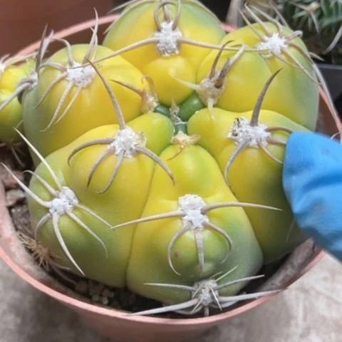 海王锦仙人球40米仙人球